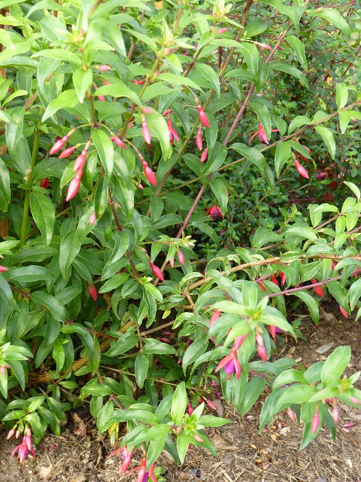 Fuchsia x 'Bernisser Hardy'